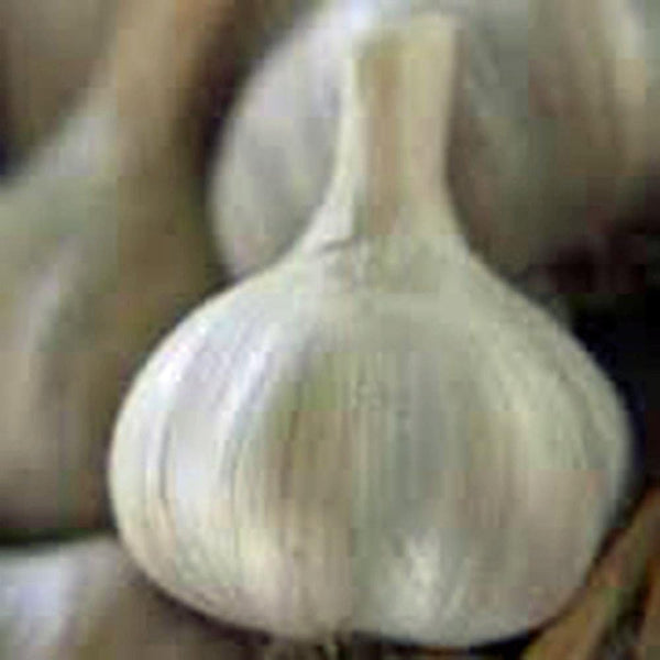 GARLIC BULB (12 Ounces), FRESH CALIFORNIA SOFTNECK GARLIC BULB FOR PLANTING, EATING AND GROWING YOUR OWN GARLIC, COUNTRY CREEK BRAND