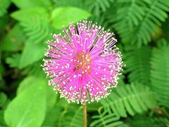 Flowers Sensitive Plant Pink (Mimosa) - 25 Seeds