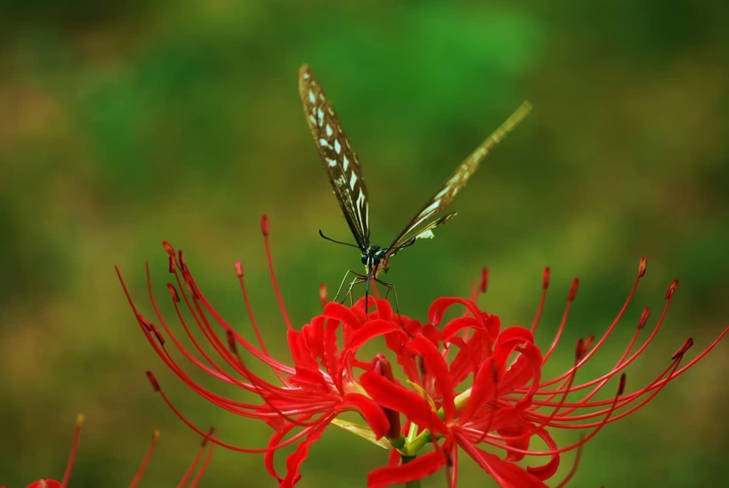 Red Lycoris Spider Lily Bulbs Radiata Hurricane Cluster Amayllis ...