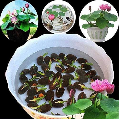 10pcs Pre-Sprouted Mixed Color Bonsai Bowl Lotus - Ready to Plant, Ideal for Indoor & Outdoor Aquatic Gardens, Easy Growth, Minimal Care Required Planting Guide Included