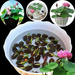 20Pcs Mixed Color Bonsai Bowl Lotus Seeds Water Beauties for Indoor and Outdoor Aquatic Settings