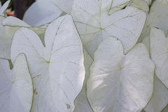 Fancy Caladium Bulbs for Planting (2 Bulbs) - Easy & Fast Growing Indoor or Outdoor Plants (Pink Cloud)