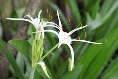 White Spider Lily Lycoris Bulbs Radiata Hurricane Lily Cluster Amayllis Growing Bonsai Roots Rhizomes Corms Tubers Potted Planting Reblooming Fragrant Garden Species Blooms Flower Seeds Plant Gardening