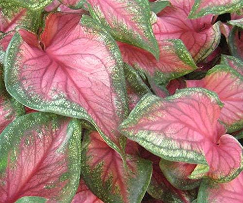 (3) Flamingo Spectacular Flowering Caladium Bulbs,Root Ready for Planting Now