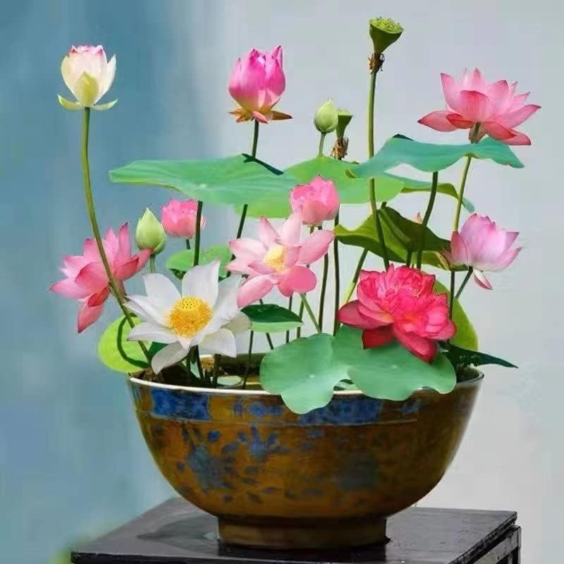 water lily plant indoor 12+ Pcs Bonsai Bowl Lotus Seeds, Water Lily Flower Plant Seed Flowering Aquatic Fresh Garden Seeds for Pond Home Planting Ornamental(Mixed Color)