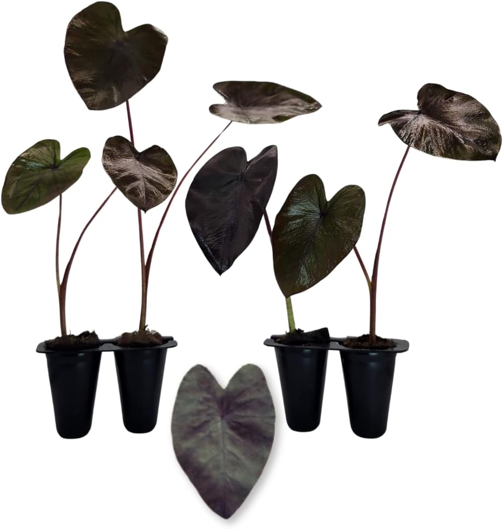 Elephant Ear Plants | Black Magic | (4-Pack) Easy-to-Grow Live Colocasia Plants, Perfect for Indoor/Outdoor Gardens, 3-8 inches Height - Seedsplant