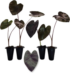 Elephant Ear Plants | Black Magic | (4-Pack) Easy-to-Grow Live Colocasia Plants, Perfect for Indoor/Outdoor Gardens, 3-8 inches Height - Seedsplant