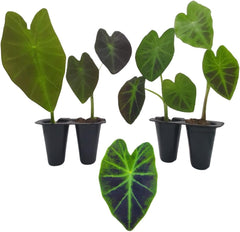 Elephant Ear Plants | Black Magic | (4-Pack) Easy-to-Grow Live Colocasia Plants, Perfect for Indoor/Outdoor Gardens, 3-8 inches Height - Seedsplant