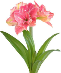 Amaryllis 'Double Record' Plant Bulb (1 Pack 24/26cm) - Large Red & White Double Flowering Blooms for Holiday Indoors & Outdoor Gardens