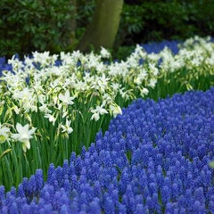 30 Grape Hyacinth Bulbs-muscari Armeniacum, Called Grape Hyacinth, Spring-Blooming Bulbs~Now Shipping, Pepennial