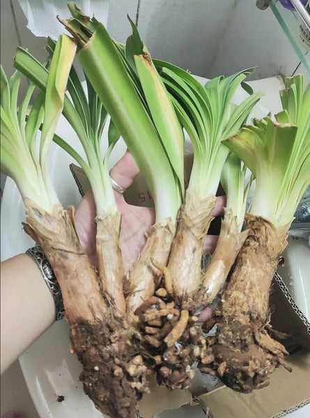 Agapanthus Galaxy White 2 Large Plant root ,Lily of the Nil