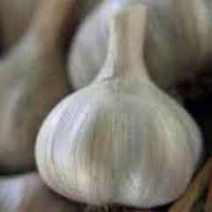 Garlic Bulbs 12 per Pack - Seedsplant