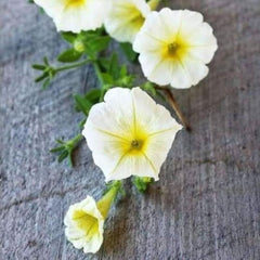 Petunia Lemon Slice Superbells Calibrachoa Light Yellow Plant Seeds