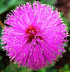 Flowers Sensitive Plant Pink (Mimosa) - 25 Seeds
