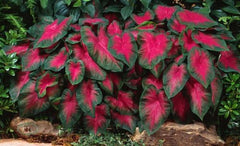 10 Caladium Bulbs Freida Hemple - Full Shade - Dark Red Center with Scarlet Main Veins and Green Border - #1 Red Variety for Pot Plant Production