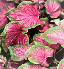 (1) Florida Sweetheat Caladium Bulb