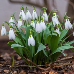 Snowdrops Bulbs - White Flowers, Perennial Snowdrops Galanthus Ikariae | Early Spring Blooms - Easy to Grow Size over 14cm+
