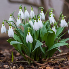Snowdrops Bulbs - White Flowers, Perennial Snowdrops Galanthus Ikariae | Early Spring Blooms - Easy to Grow Size over 14cm+