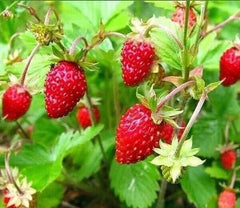 250+ Wild Strawberry Seeds Fragaria Vesca Fresh Fruits Garden Planting