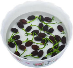 20Pcs Mixed Color Bonsai Bowl Lotus Seeds Water Beauties for Indoor and Outdoor Aquatic Settings