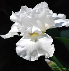 Lotus Land Bearded Iris Flower Bulb - Attracts Butterflies and Hummingbirds - Deer Resistant - Good as Cut Flowers - Naturalizing - Perennializing