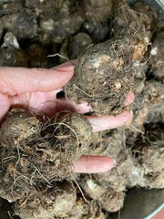 Caladium Bulbs for Planting - Fancy Leaf Mixed Caladium Large Bulbs for Planting Bulk Spring Bulbs to Plant in Spring Bulbs for Planting Outdoors - Elephant Ears Bulbs Size 4-7cm