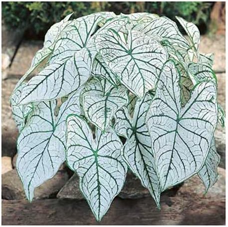 Dwarf Candidum Jr. Caladium - White Foliage - One Large Root - Hardy in Zones 9-11 - Compact Caladium for Gardens and Pots - Elegant Caladium Plants