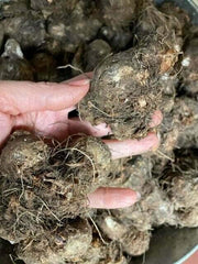 Caladium Bulbs for Planting - Fancy Leaf Mixed Caladium Large Bulbs for Planting Bulk Spring Bulbs to Plant in Spring Bulbs for Planting Outdoors - Elephant Ears Bulbs Size 4-7cm