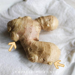 10 Live Sprouted Rhizomes of Heirloom Peruvian Ginger (Zingiber officinale) for Growing