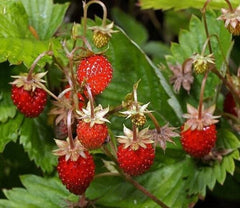 250+ Wild Strawberry Seeds Fragaria Vesca Fresh Fruits Garden Planting