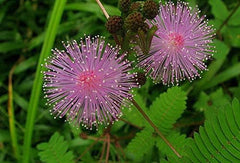 Flowers Sensitive Plant Pink (Mimosa) - 25 Seeds