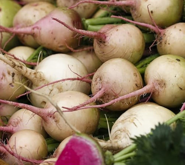 Watermelon Radish Seeds for Planting Heirloom Non GMO Packets 100 Seeds - Plant & Grow Radish in Home Outdoor Garden, Great Gardening Gift - 1 Packet