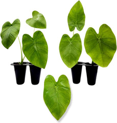 Elephant Ear Plants | Black Magic | (4-Pack) Easy-to-Grow Live Colocasia Plants, Perfect for Indoor/Outdoor Gardens, 3-8 inches Height - Seedsplant