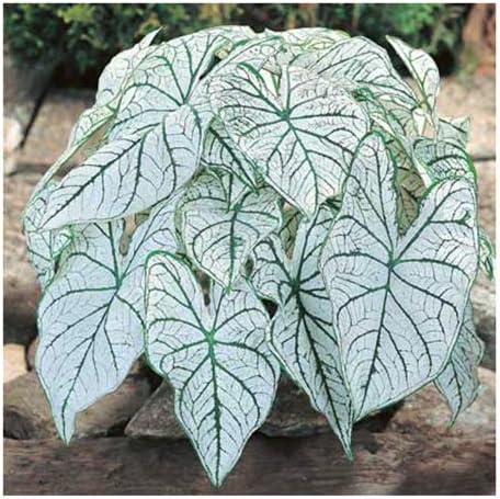 3 Bulbs Dwarf Candidum Jr. - White Caladium - Large Roots - Elegant White Foliage - Hardy in Zones 9-11 - Perfect for Shaded Gardens and Containers