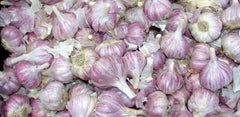 Chesnok Red Garlic, 2 Nice Bulbs. Great for Fall Planting! Non GMO - Seedsplant