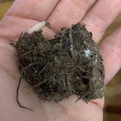 Red Ruffles Caladium Bulb - Strap Leaf Caladium - 1 Caladium Root