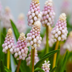 Pink Sunrise Muscari Flower Bulbs - 5 Bulbs per Pack - Pleasantly Scented - Deer Resistant - Good as Cut Flowers - Good for Indoor Forcing - Naturalizing - Perennializing