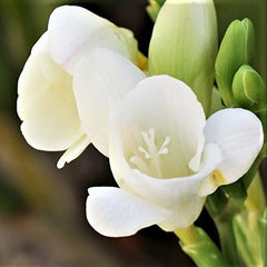 Freesia 'Single Flowering Mix' Plant Bulbs (15 Pack) - Fragrant Colorful Mix Flowering Blooms in Spring Gardens