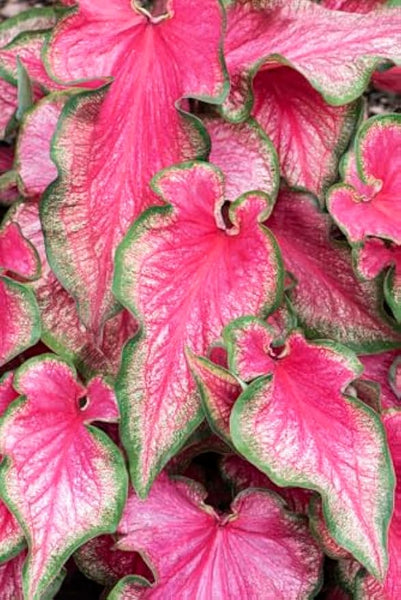 Lava Glow Caladium Bulbs for Planting - Perennial Hosta, Elephant Ears, Fancy (10 Bulbs)