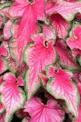Lava Glow Caladium Bulbs for Planting - Perennial Hosta, Elephant Ears, Fancy (10 Bulbs)