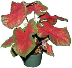 10 Caladium Bulbs Freida Hemple - Full Shade - Dark Red Center with Scarlet Main Veins and Green Border - #1 Red Variety for Pot Plant Production