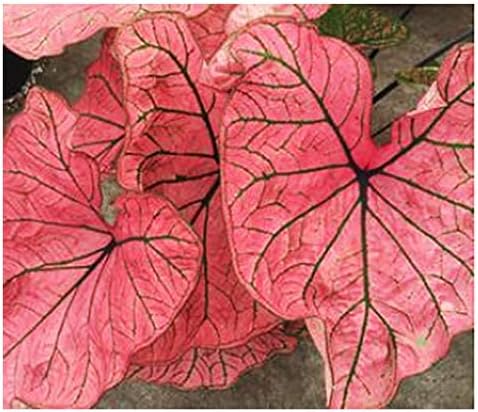 Spring Fling Caladium Bulb Size 4cm+ - Hardy in Zones 9-11 Giant Caladium Bulbs