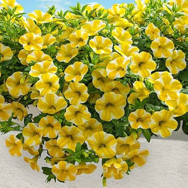 Petunia Calibrachoa Hybrida Yellow Flower Seeds for Planting