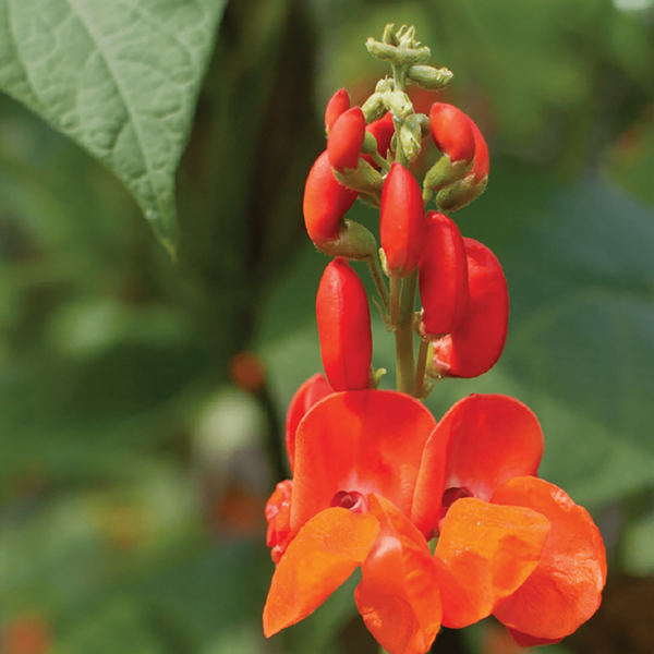 Bean, Scarlet Runner Seeds, 8.8g