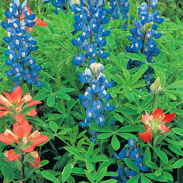 Texas Bluebonnet Seeds, 2.3g