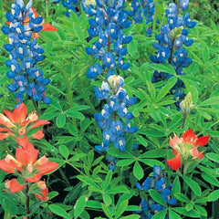 Texas Bluebonnet Seeds, 2.3g