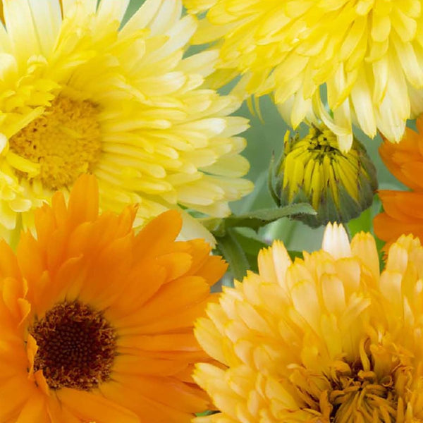 Calendula, Pacific Beauty Seeds, 900mg