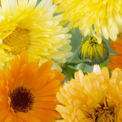 Calendula, Pacific Beauty Seeds, 900mg