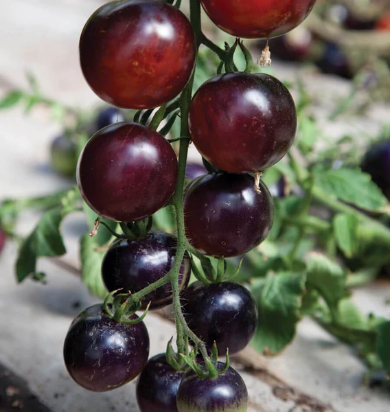 Indigo Rose Organic tomato 60 seeds