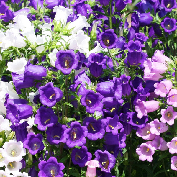 Canterbury Bells, Calycanthema Seeds, 300mg